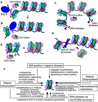 Histone Modifications, Internucleosome Dynamics, and DNA Stresses: How They Cooperate to “Functionalize” Nucleosomes